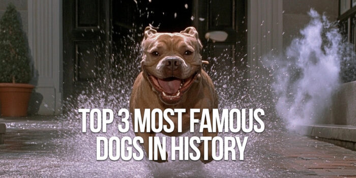 FUN-Top 3 Most Famous Dogs in History